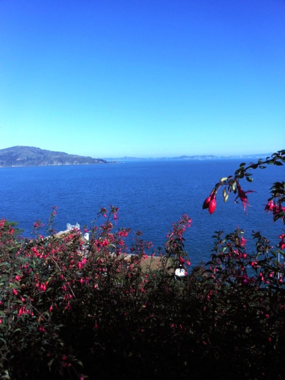 Fuschia, Alcatraz Garden Tour