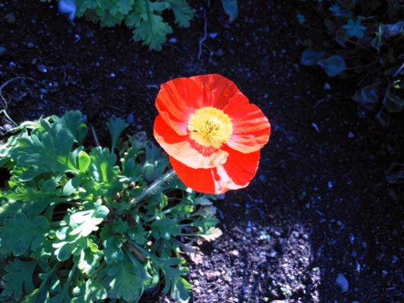 Oriental poppy Alcatraz Island Garden tour