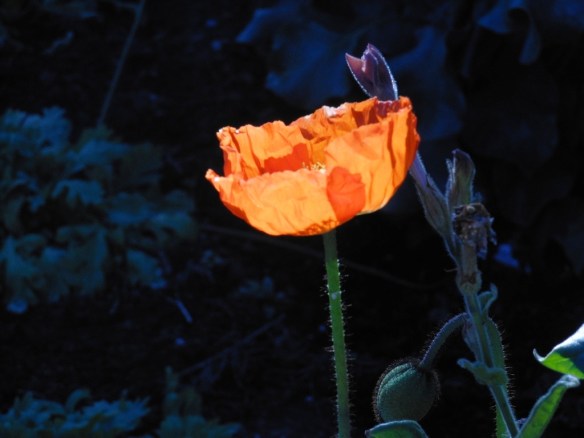 Poppy Alcatraz Garden Tour